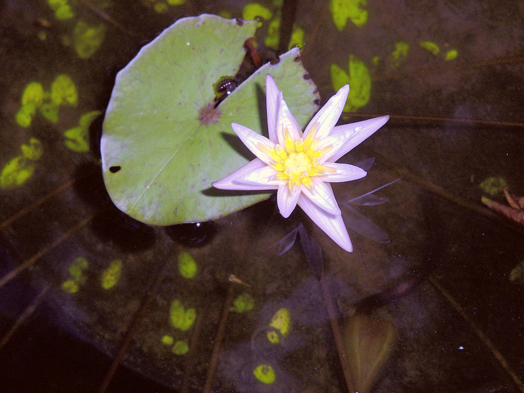 Nymphaea minuta Aug 29 06 outside shade Image035